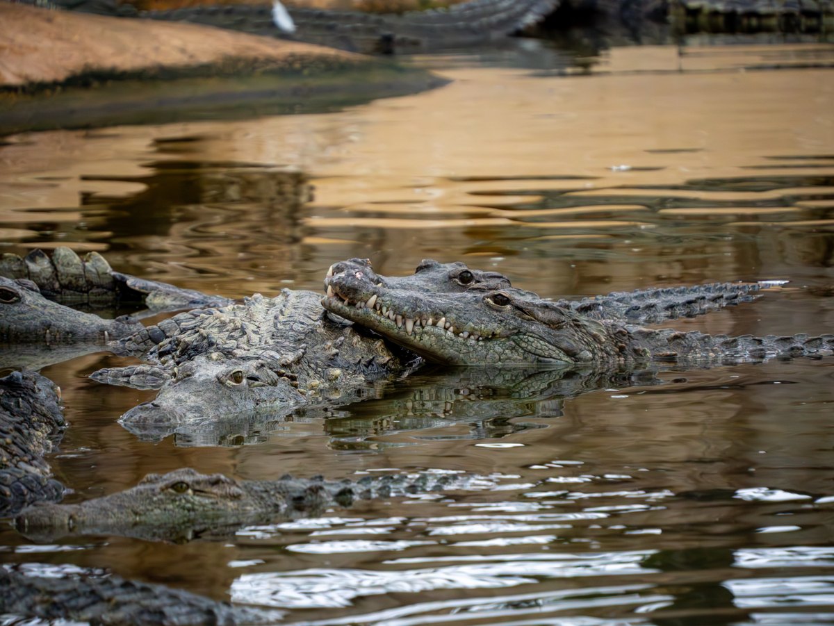 La réserve tropicale de la Ferme aux Crocodiles