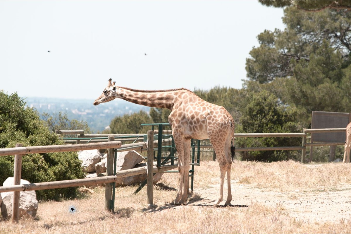 Girafes au Parc animalier de La Barben